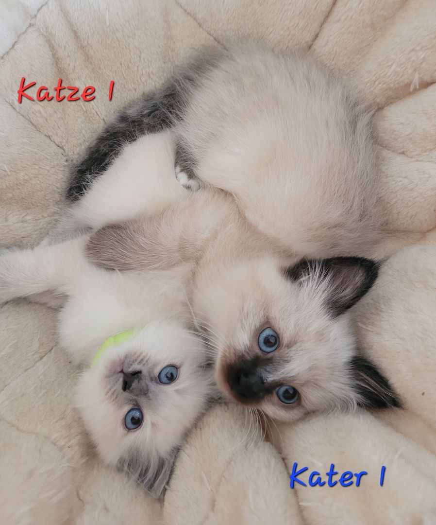 Heilige Birma Kitten supersüß 2Kätche 3 Kater