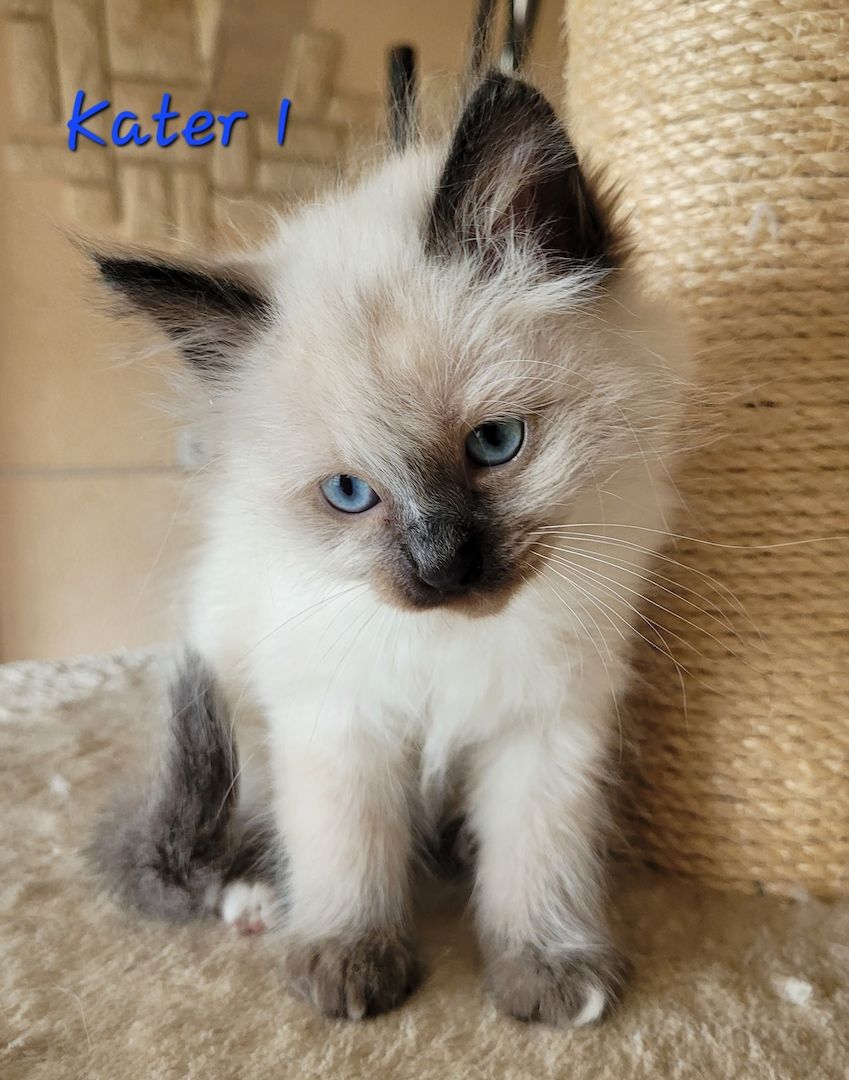 Heilige Birma Kitten supersüß 2Kätche 3 Kater