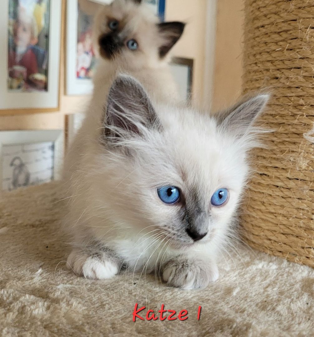 Heilige Birma Kitten supersüß 2Kätche 3 Kater