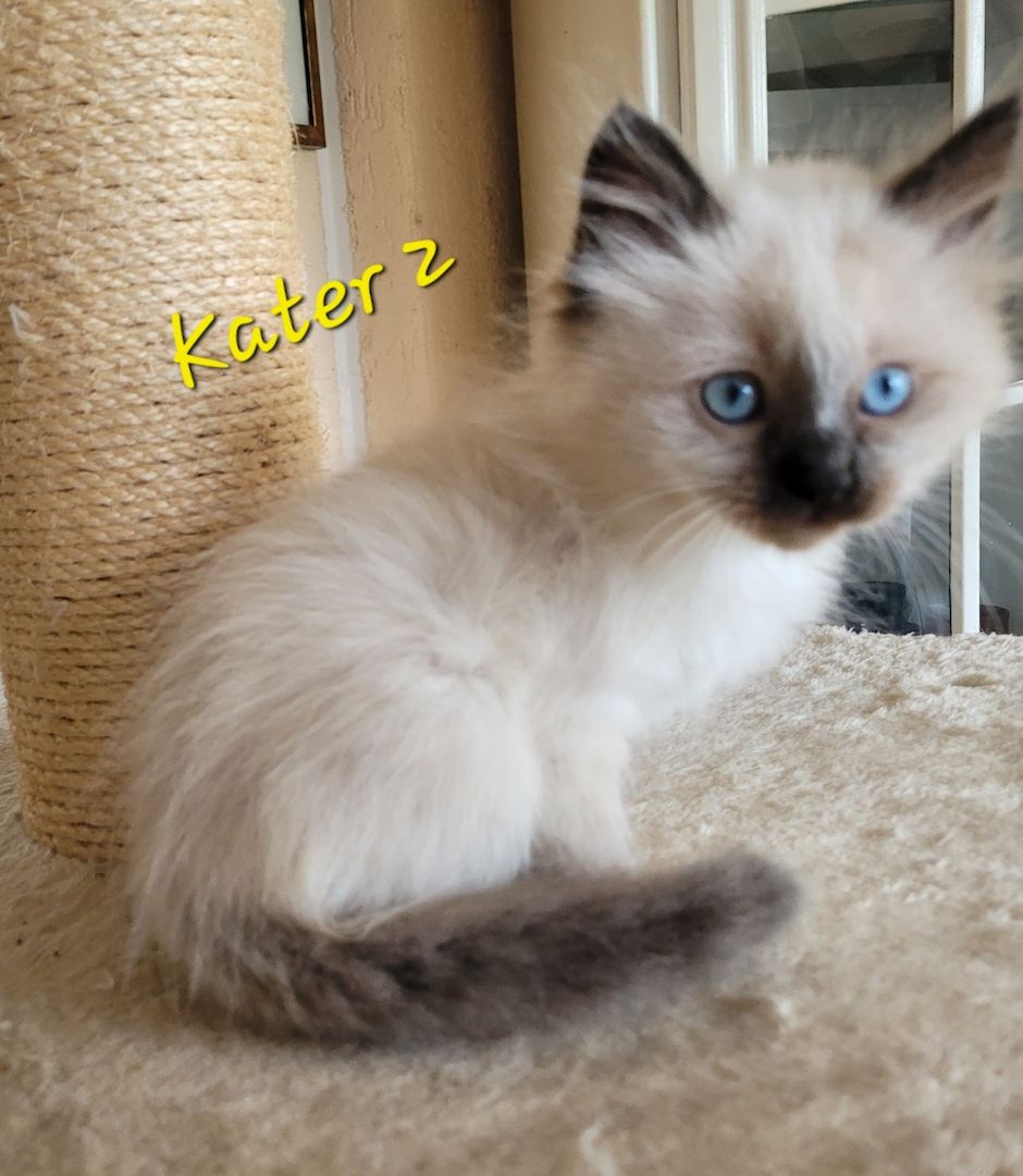 Heilige Birma Kitten supersüß 2Kätche 3 Kater