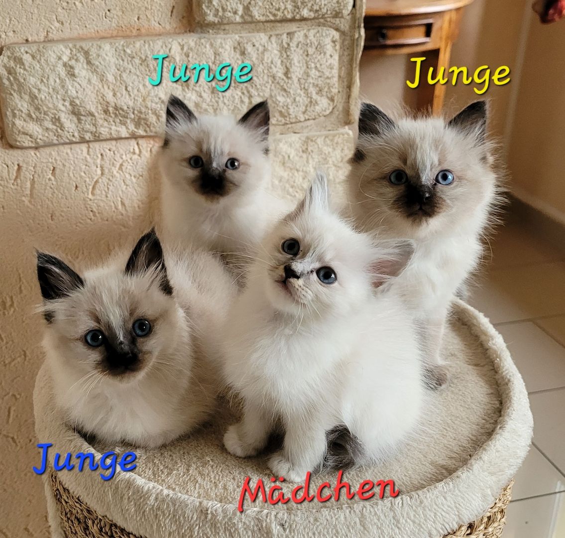 Heilige Birma Kitten supersüß 2Kätche 3 Kater
