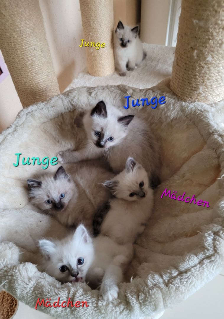 Heilige Birma Kitten supersüß 2Kätche 3 Kater