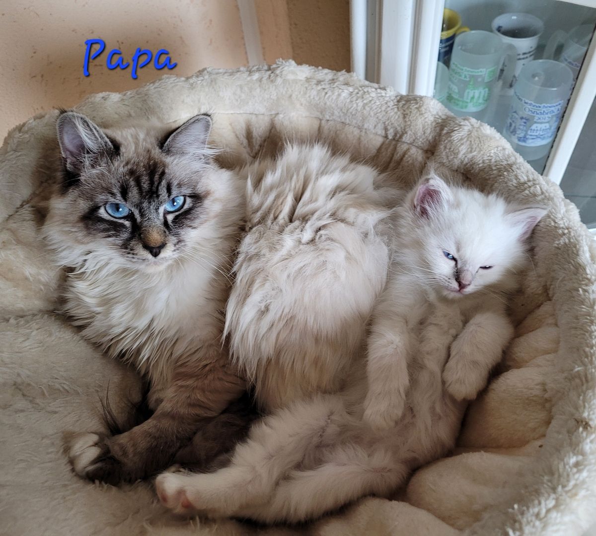 Heilige Birma Kitten supersüß 2Kätche 3 Kater