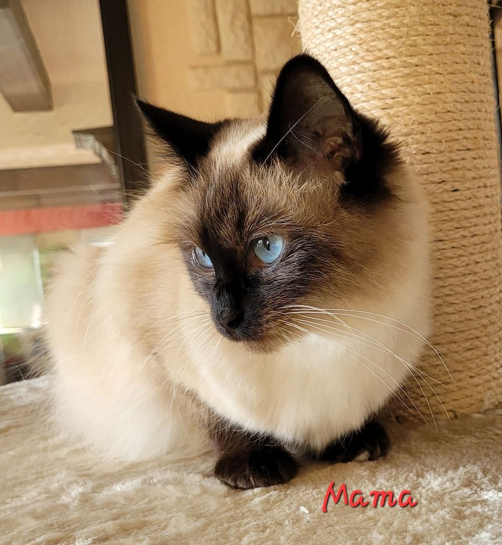 Heilige Birma Kitten supersüß 2Kätche 3 Kater