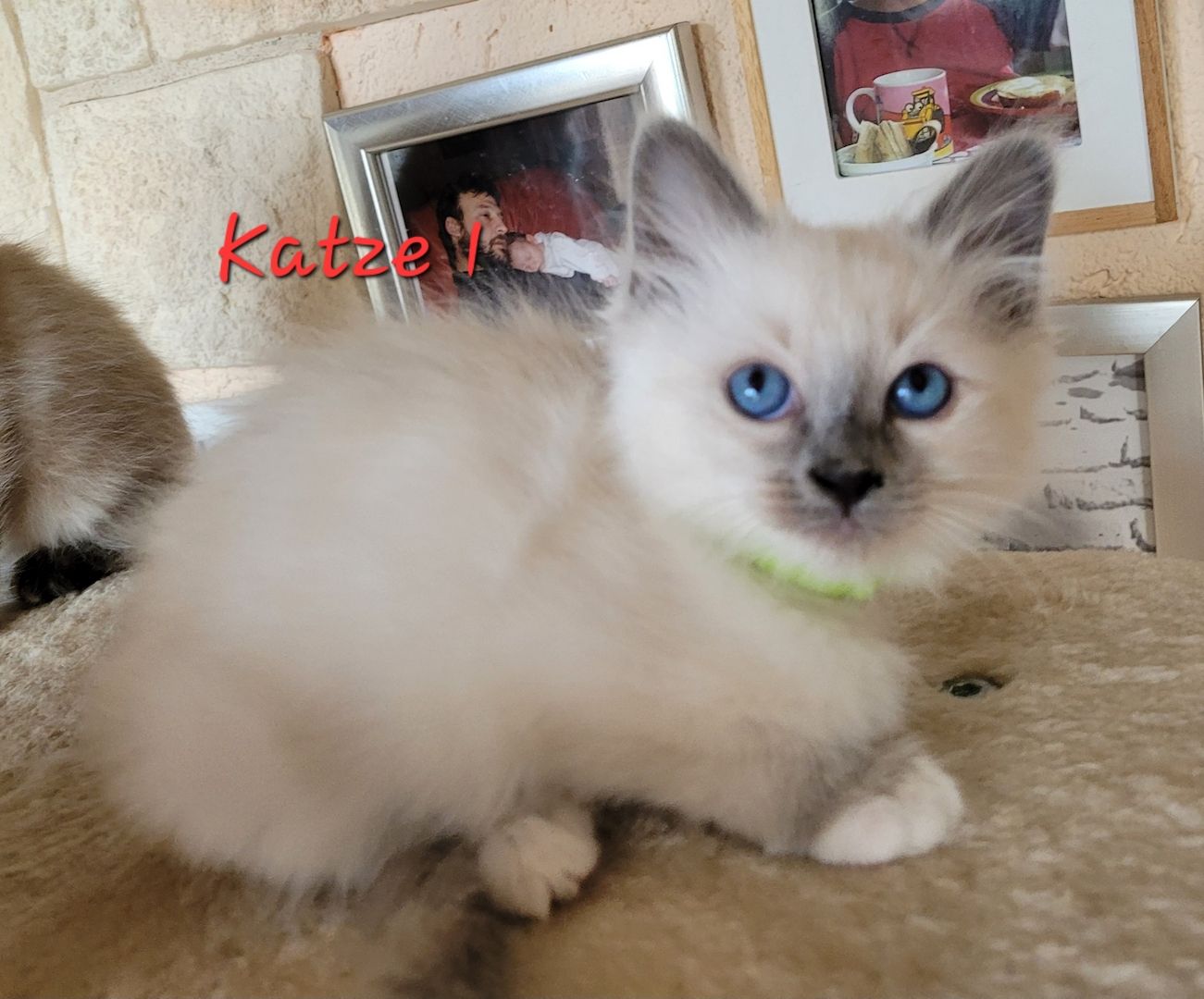 Heilige Birma Kitten supersüß 2Kätche 3 Kater