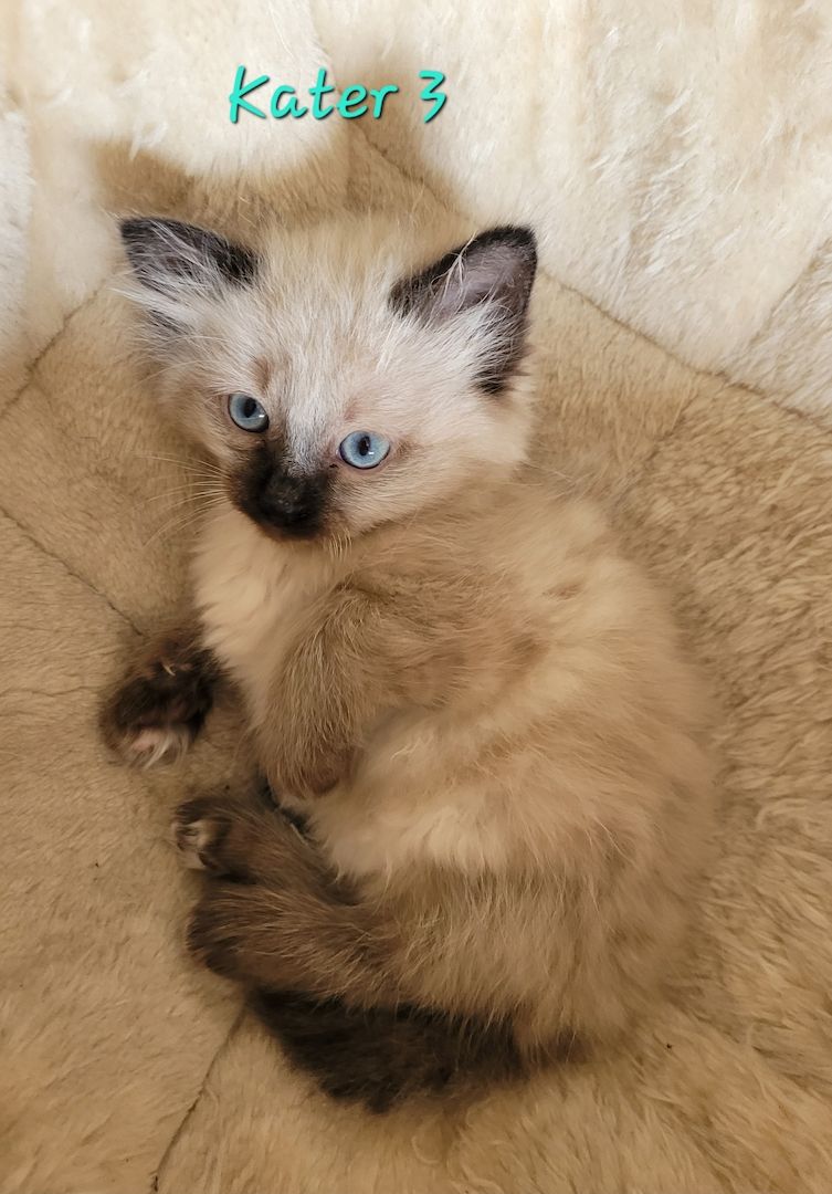 Heilige Birma Kitten supersüß 2Kätche 3 Kater