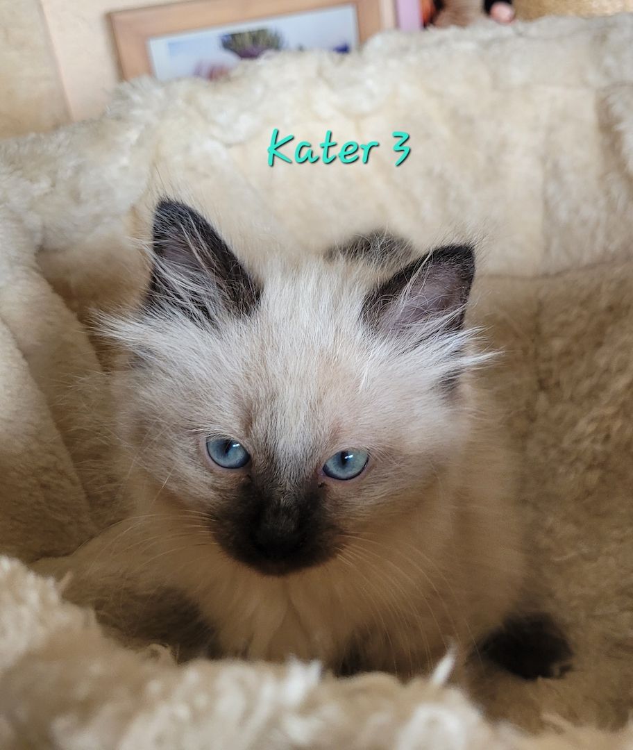 Heilige Birma Kitten supersüß 2Kätche 3 Kater