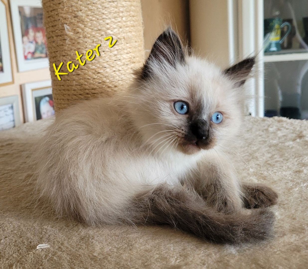 Heilige Birma Kitten supersüß 2Kätche 3 Kater