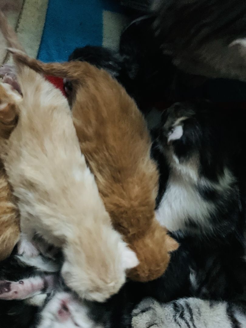 KATZENBABYS / KITTEN / BABYKATZEN