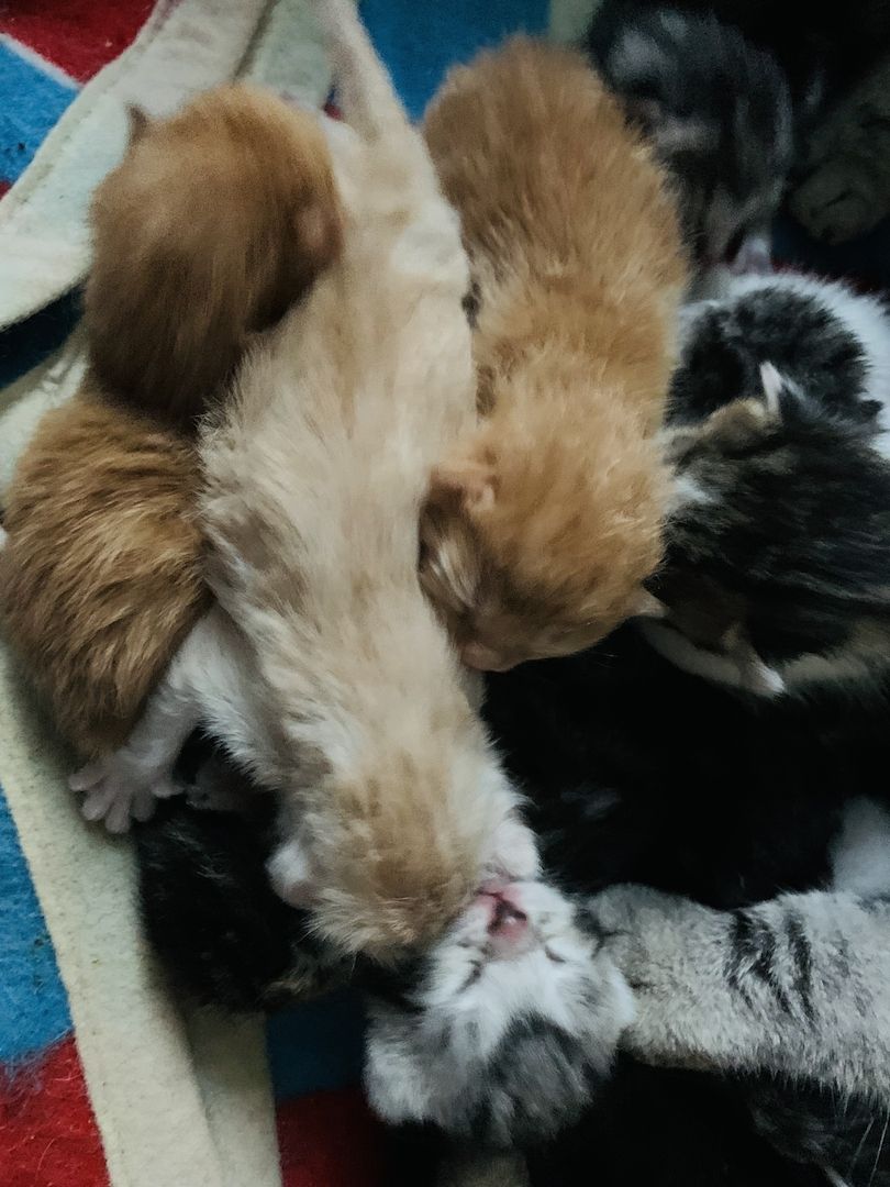 KATZENBABYS / KITTEN / BABYKATZEN