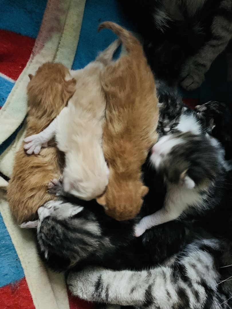 KATZENBABYS / KITTEN / BABYKATZEN