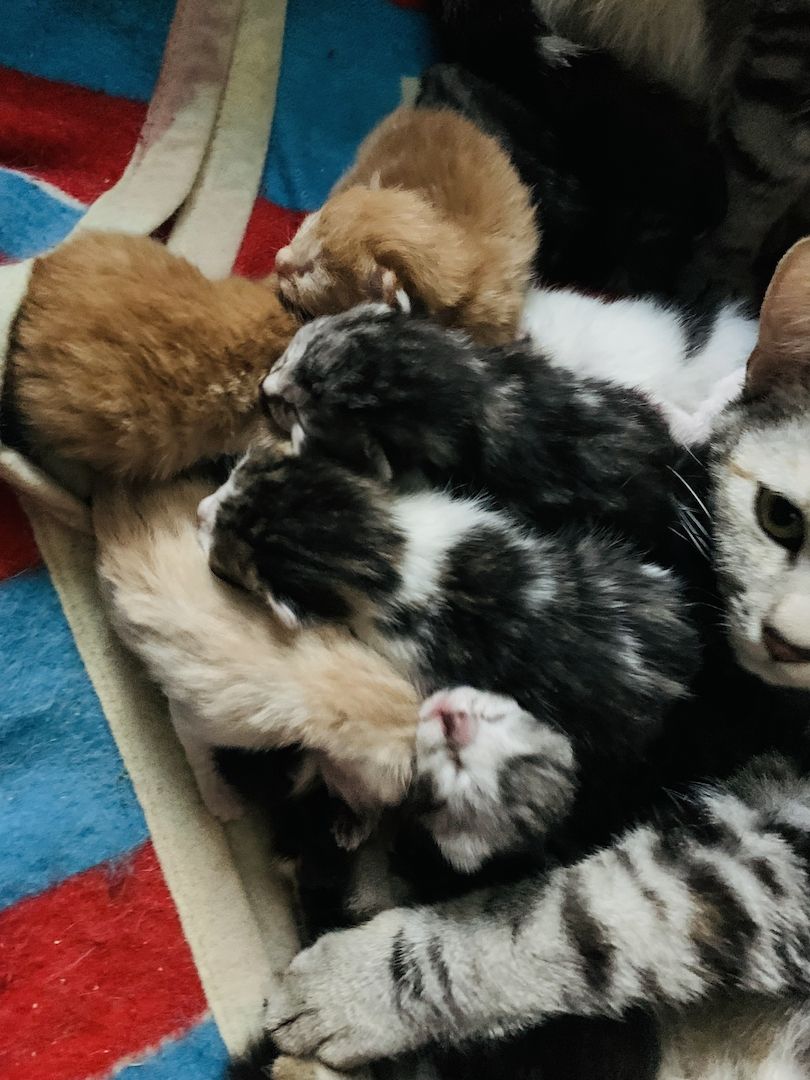 KATZENBABYS / KITTEN / BABYKATZEN