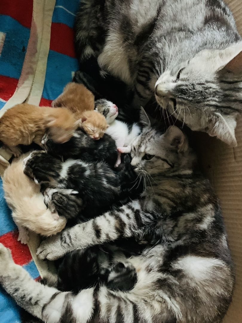 KATZENBABYS / KITTEN / BABYKATZEN