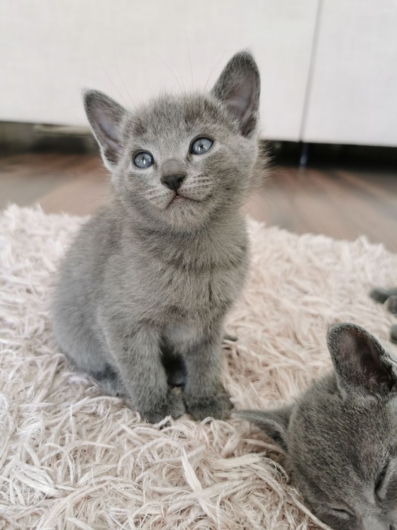 Russisch blau Kitten