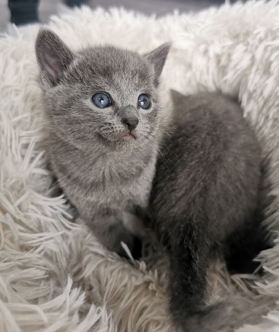 Russisch blau Kitten