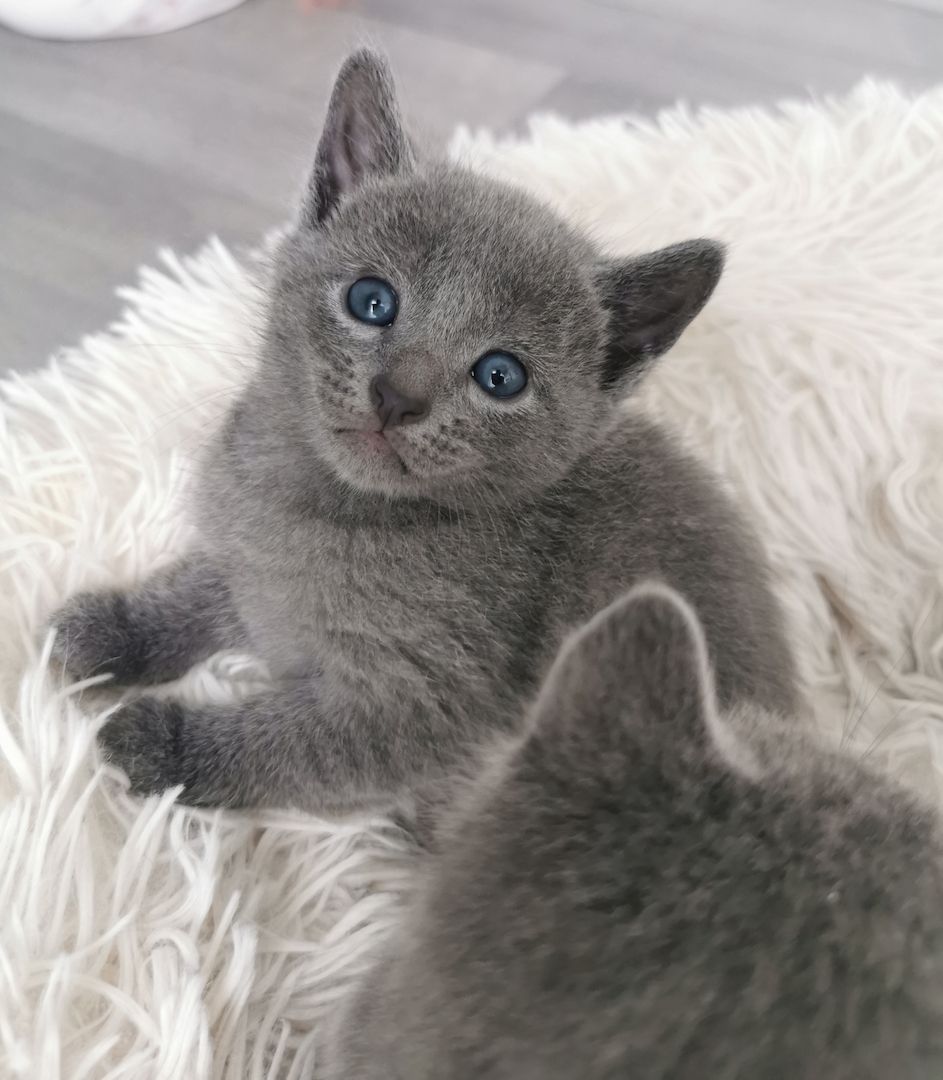 Russisch blau Kitten