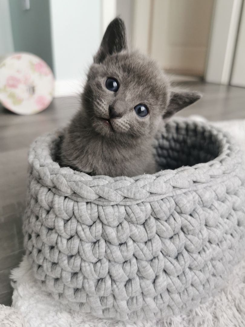 Russisch blau Kitten