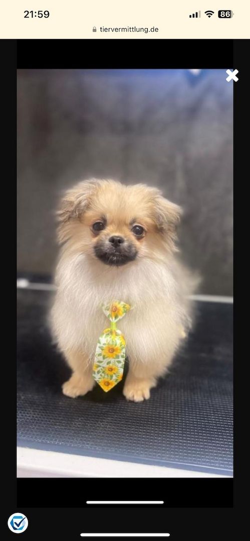 Pomeranian Zwergspitz / Pekinese