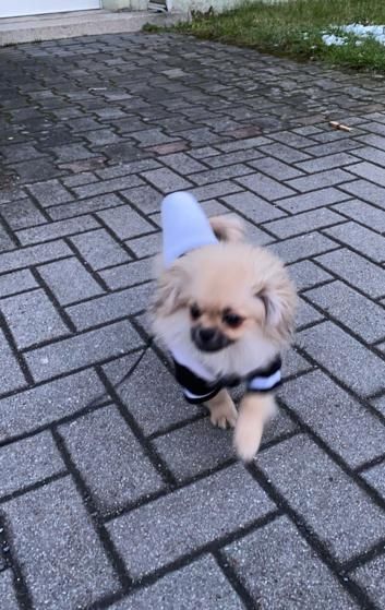 Pomeranian Zwergspitz / Pekinese