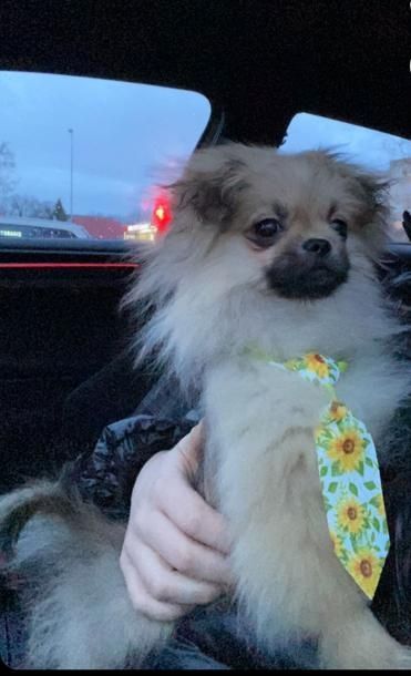 Pomeranian Zwergspitz / Pekinese