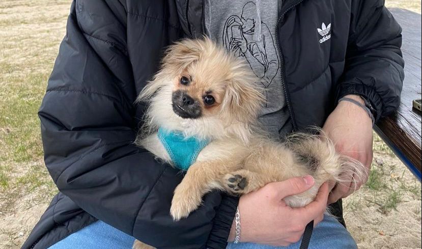 Pomeranian Zwergspitz / Pekinese