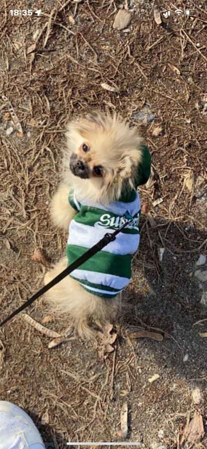 Pomeranian Zwergspitz / Pekinese