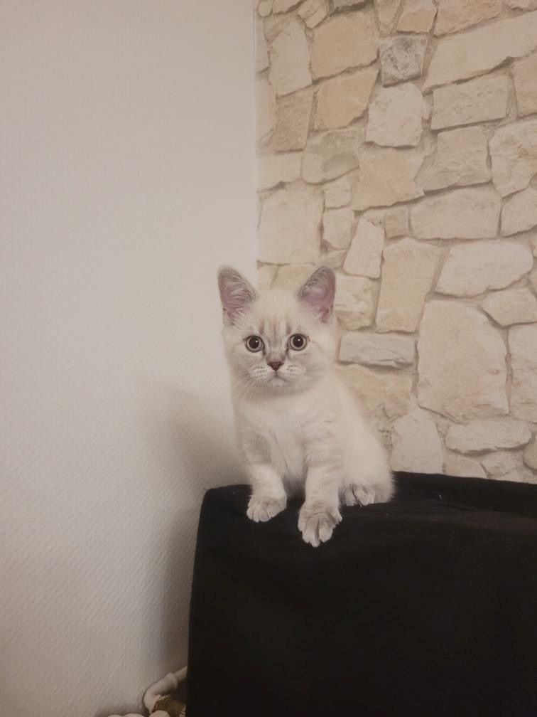 Britisch Kurzhaar Kitten