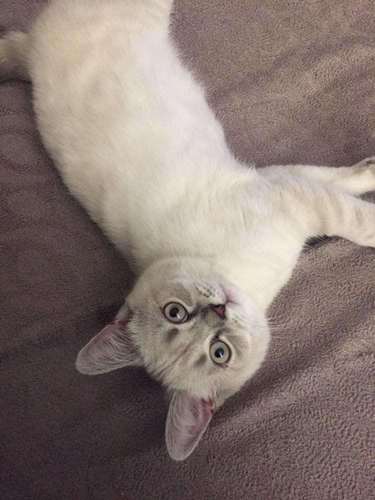 Britisch Kurzhaar Kitten