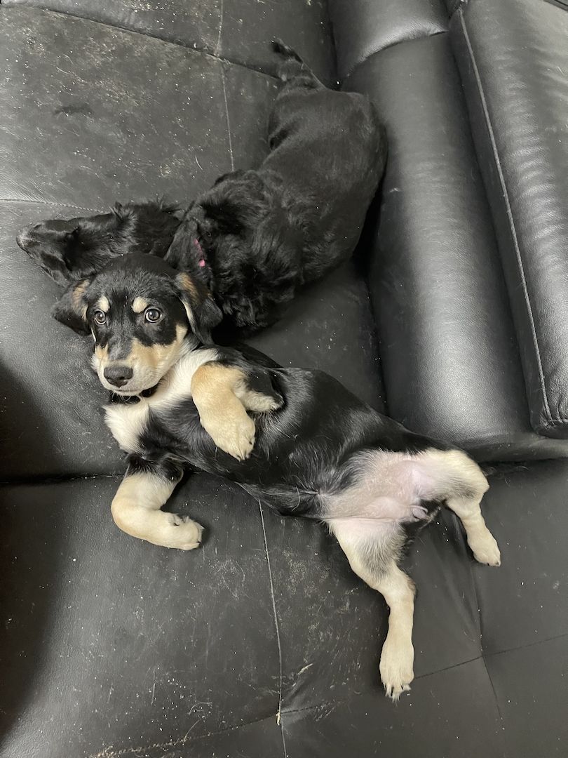 Labrador-Alpenländische Dachsbracke Welpen