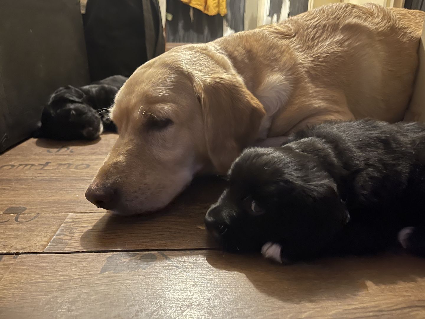 Labrador-Alpenländische Dachsbracke Welpen
