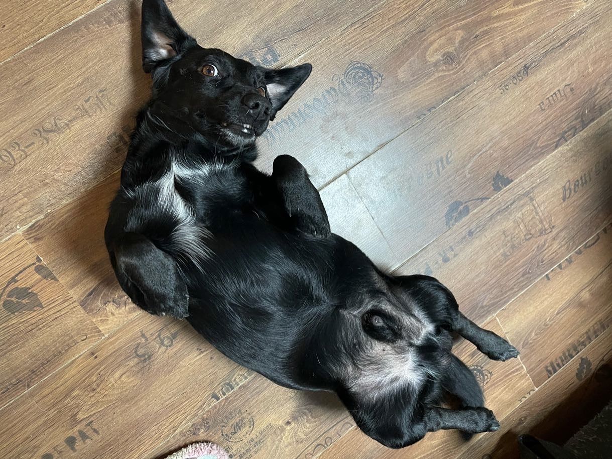 Labrador-Alpenländische Dachsbracke Welpen