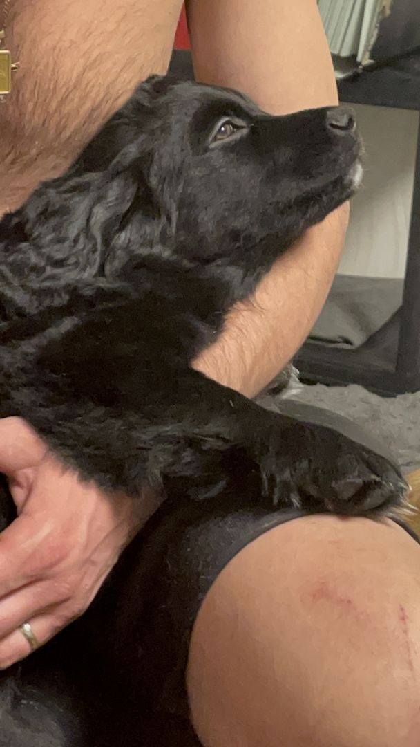 Labrador-Alpenländische Dachsbracke Welpen