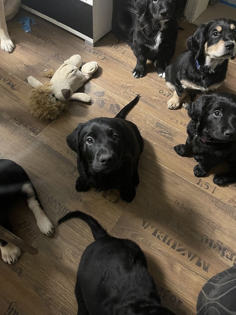 Labrador-Alpenländische Dachsbracke Welpen