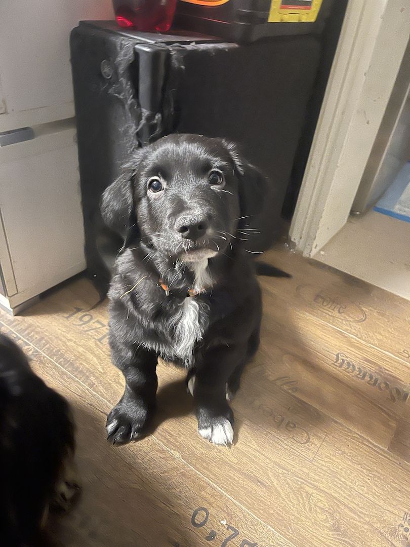 Labrador-Alpenländische Dachsbracke Welpen