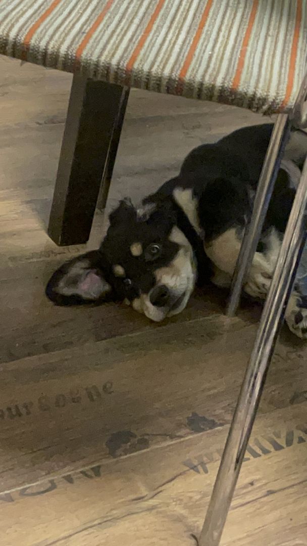 Labrador-Alpenländische Dachsbracke Welpen