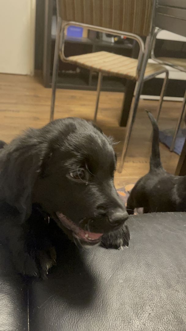 Labrador-Alpenländische Dachsbracke Welpen