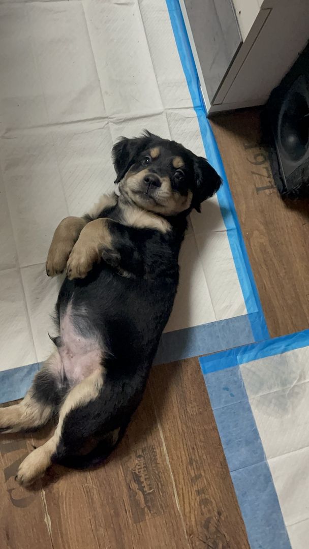 Labrador-Alpenländische Dachsbracke Welpen