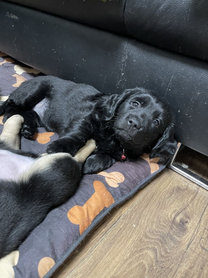 Labrador-Alpenländische Dachsbracke Welpen