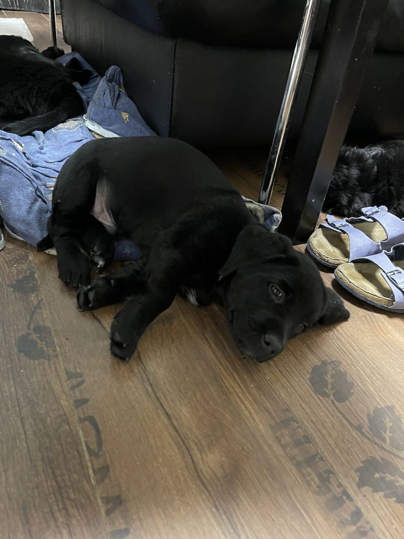 Labrador-Alpenländische Dachsbracke Welpen