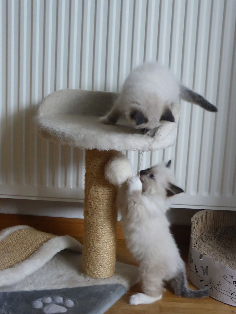 reinrassige Heilige Birma Kitten