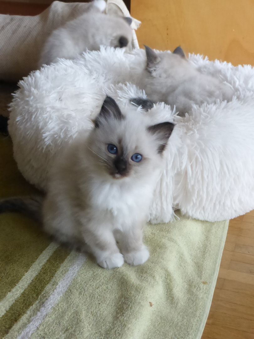 reinrassige Heilige Birma Kitten
