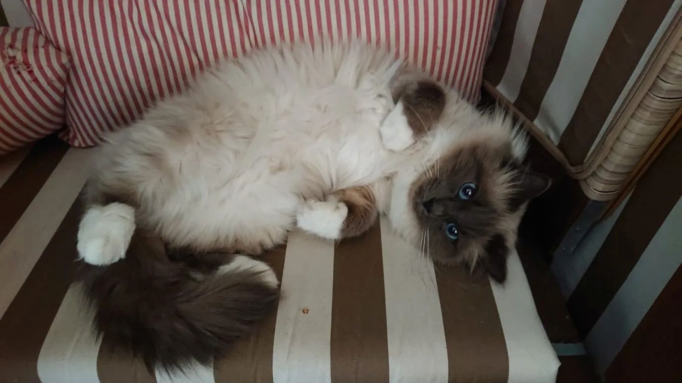 reinrassige Heilige Birma Kitten