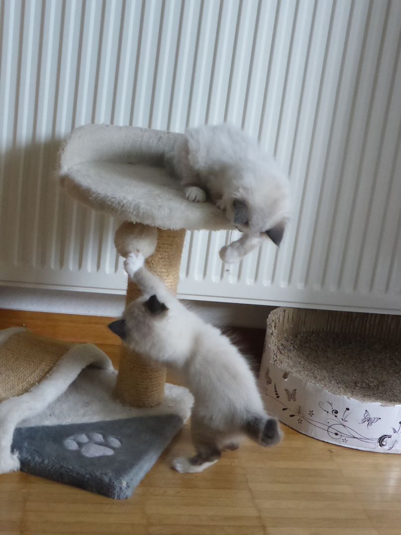 reinrassige Heilige Birma Kitten