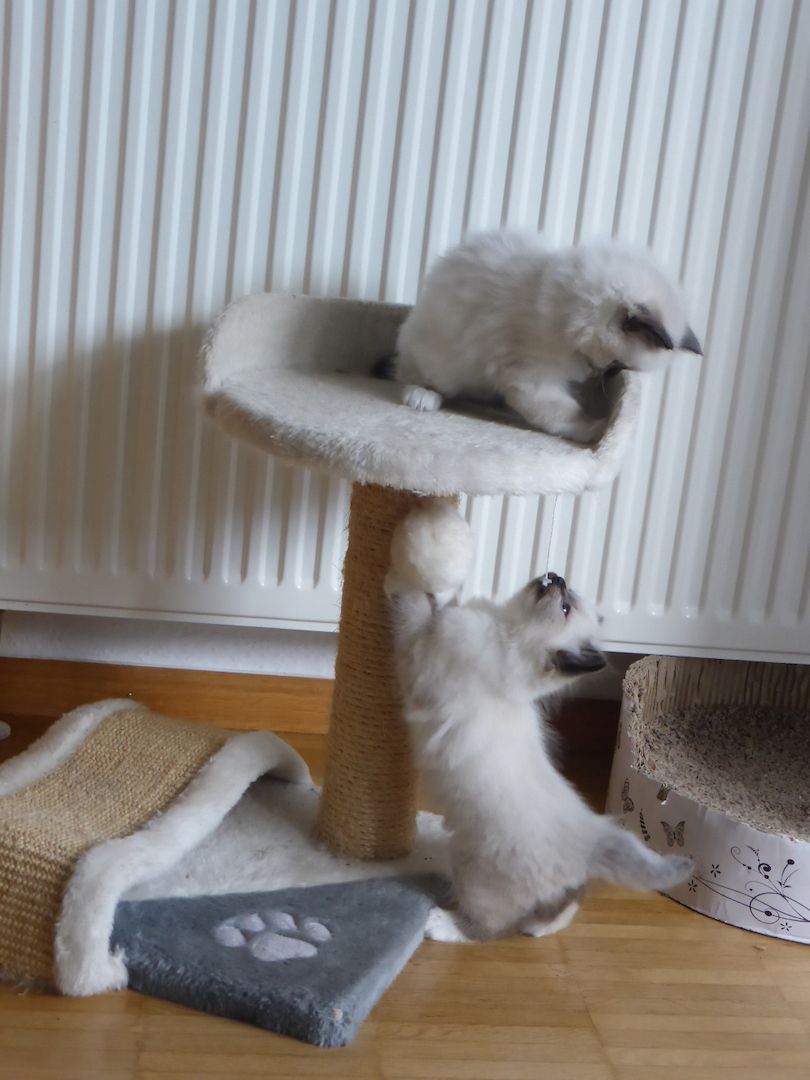 reinrassige Heilige Birma Kitten