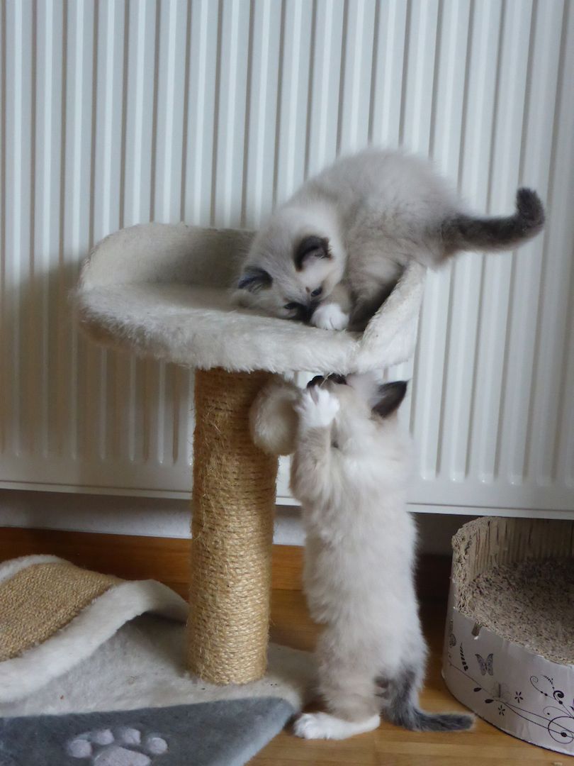 reinrassige Heilige Birma Kitten