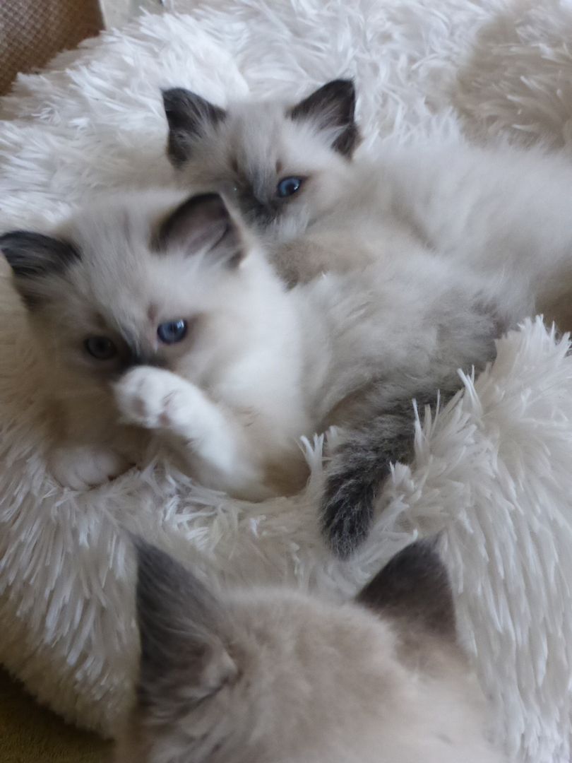 reinrassige Heilige Birma Kitten