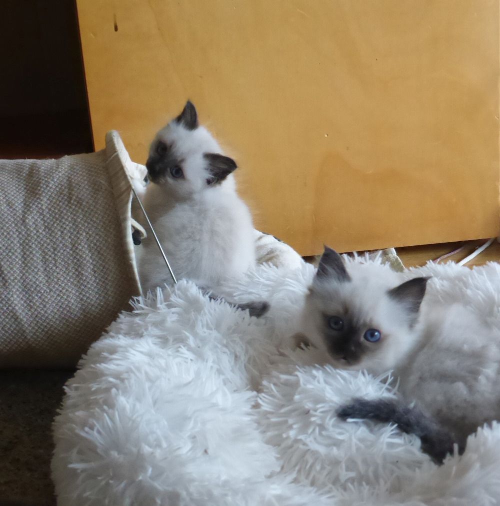 reinrassige Heilige Birma Kitten