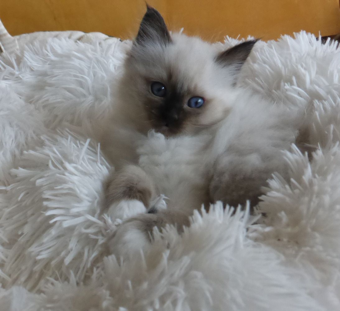 reinrassige Heilige Birma Kitten