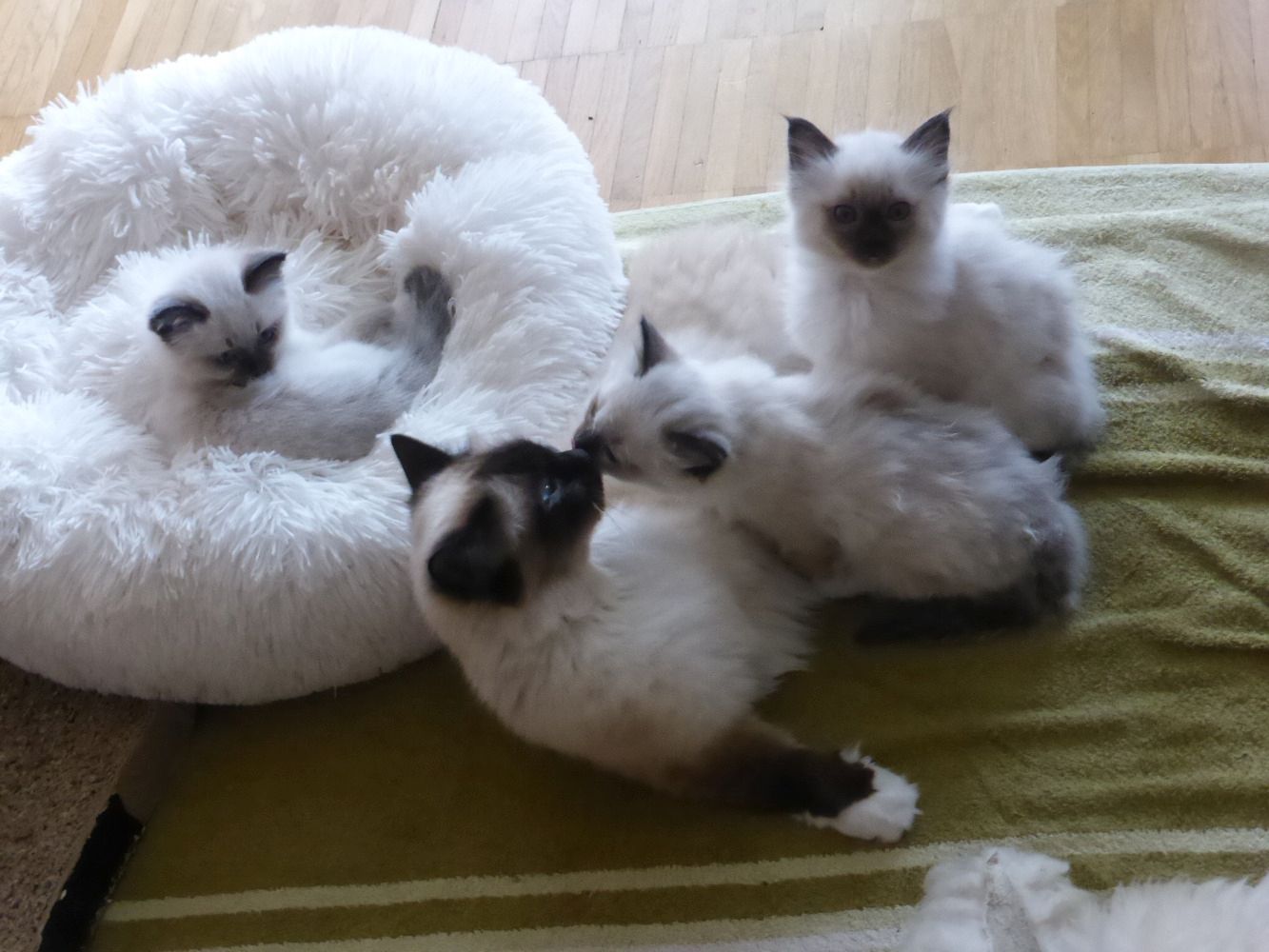 reinrassige Heilige Birma Kitten