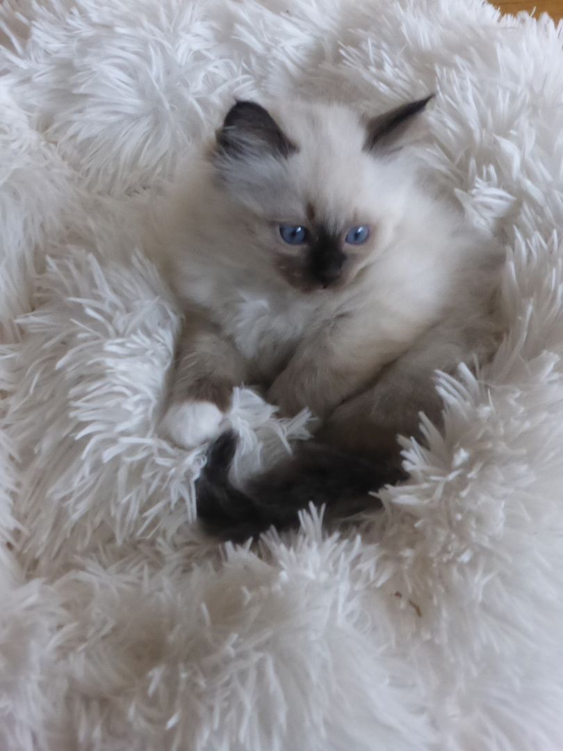 reinrassige Heilige Birma Kitten